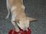 Chihuahua Chilli (Gucci)