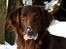 Flat coated retriever Bell Ani - Rest in peace - Bell Ani 2010