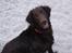 Flat coated retriever Bell Ani - Rest in peace - På stranden i sommer 2008