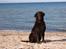 Flat coated retriever Bell Ani - Rest in peace - På stranden i sommer 2008