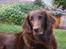 Flat coated retriever Bell Ani - Rest in peace - Dejlig Bell Ani i sommer vejr