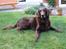 Flat coated retriever Bell Ani - Rest in peace - Smukke Bell Ani