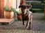 Flat coated retriever Bell Ani - Rest in peace - ani sommer 2009