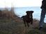 Flat coated retriever Bell Ani - Rest in peace - Ani i fuld fart