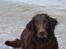 Flat coated retriever Bell Ani - Rest in peace - Bell Ani på stranden i sommer 2008