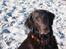 Flat coated retriever Bell Ani - Rest in peace - Bell Ani på stranden i sommer 2008