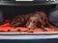 Flat coated retriever Bell Ani - Rest in peace - En lille lur i bilen