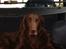 Flat coated retriever Bell Ani - Rest in peace - Bell Ani i bilen