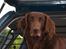 Flat coated retriever Bell Ani - Rest in peace - Bell Ani i bilen 