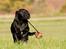 Labrador retriever Kaido  (Hvil i fred, smukke pige)