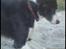 Border collie Spot - R.I.P 18/5 2010 - 8. Spot leger lige lidt