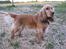 Cocker spaniel Hr. Vimse - R.I.P