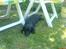 Blanding af racer Blackie*RIP*