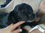 Blanding af racer Blackie*RIP*