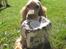 Cocker spaniel Hr. Vimse - R.I.P - Jaah, en flad bold! Ihh, hvor er jeg stolt! Tihi´ :D