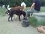 Blanding af racer Basse - Boxador - lab/box - En stor hund og en rigtig stor hund