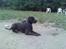 Blanding af racer Basse - Boxador - lab/box