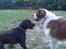 Blanding af racer Basse - Boxador - lab/box
