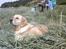 Golden retriever Coco - Nyder det dejlige sommervejr i Kregme :)