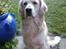 Golden retriever Coco - Coco giver pose :)