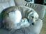 Golden retriever Coco - Doughnut hund :o