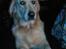 Golden retriever Coco - De uhyggelige øjne skyldes blitzen, sorry :(