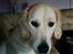 Golden retriever Coco - Hehe .. Mors lille Snuffi (;