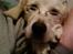 Golden retriever Coco - Coco fjoller med min far :D