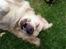 Golden retriever Coco - Et rigtigt hundeliv ;)