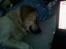 Golden retriever Coco - Coco laver de mærkeligste ting når hun drømmer, her smiler hun :)