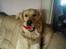 Golden retriever Coco - Skal vi lege ??