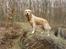 Golden retriever Coco - Coco ved Bagsværd Sø :) Er hun ikke yndig ??