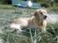 Golden retriever Coco - Coco i Kregme (: