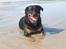 Rottweiler Clair (R.I.P 2010) - Clair juli 2008 - Løkken strand