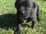 Blanding af racer Basse - Boxador - lab/box - Her er jeg som helt lille