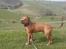 Blanding af racer R.I.P Miklo - Fodi Miklo er sej(: