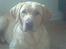 Labrador retriever Chang