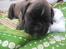 Boxer Berta