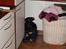 Gravhund | Ebba