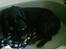 Blanding af racer Mini Mol (Molly)
