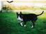 Bullterrier Rex