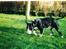 Bullterrier Rex