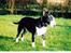 Bullterrier Rex