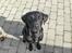 Labrador retriever (formel 1) MAX
