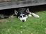 Siberian husky Aslan - søger ly få solen