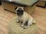 Mops Basse *opdateret*
