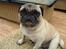Mops Basse *opdateret*