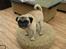 Mops Basse *opdateret*
