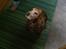 Cocker spaniel Luna