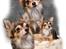 Chihuahua Cody - 1 år 7 mdr: tosafoto i Petworld - collage